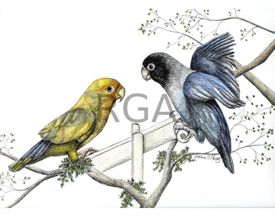 SeeSaw Lovebirds